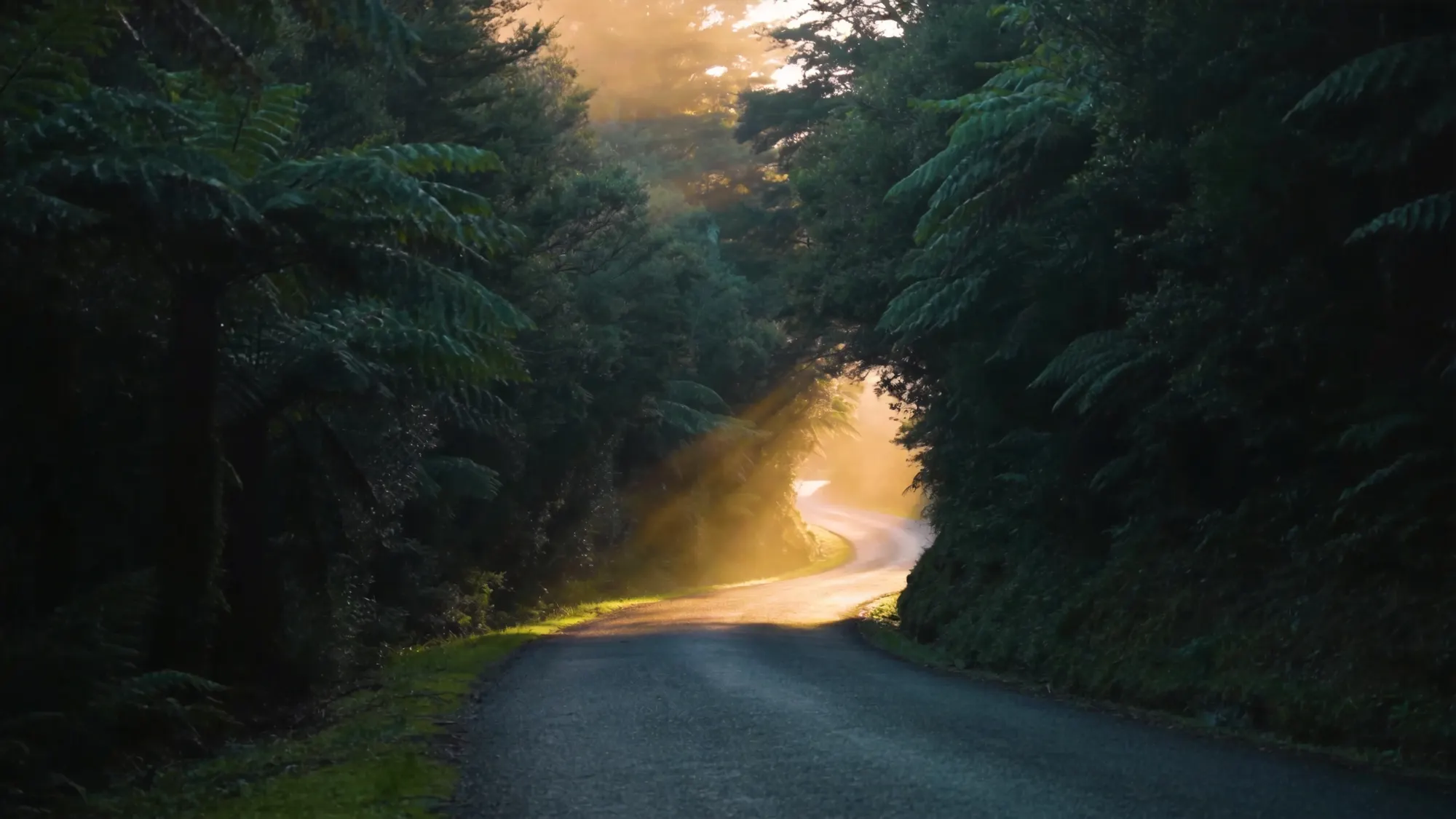 A road winding through New Zealand native bush and tree ferns with golden morning sun rays breaking through the mist
